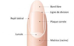 corps-conseils-qu-est-ce-qu-un-ongle-stefane-girard