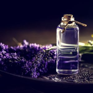 Photo - Matière première du parfum : la lavande