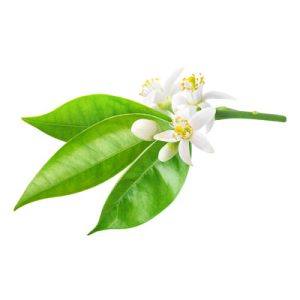 Photo - Matière première du parfum : néroli