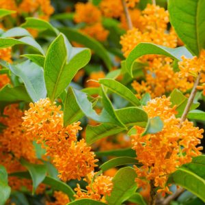 Photo - Matière première du parfum : osmanthus