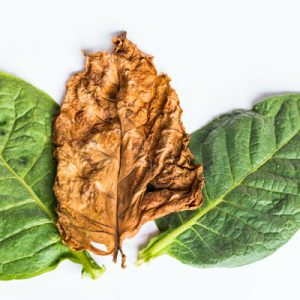 Photo - Matière première du parfum : tabac