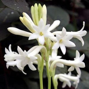 Photo - Matière première du parfum : tubéreuse