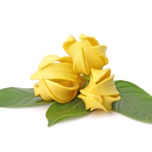 Photo - Matière première du parfum : l’ylang-ylang