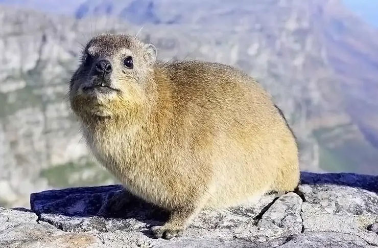 Photo matière première animale : hyraceum