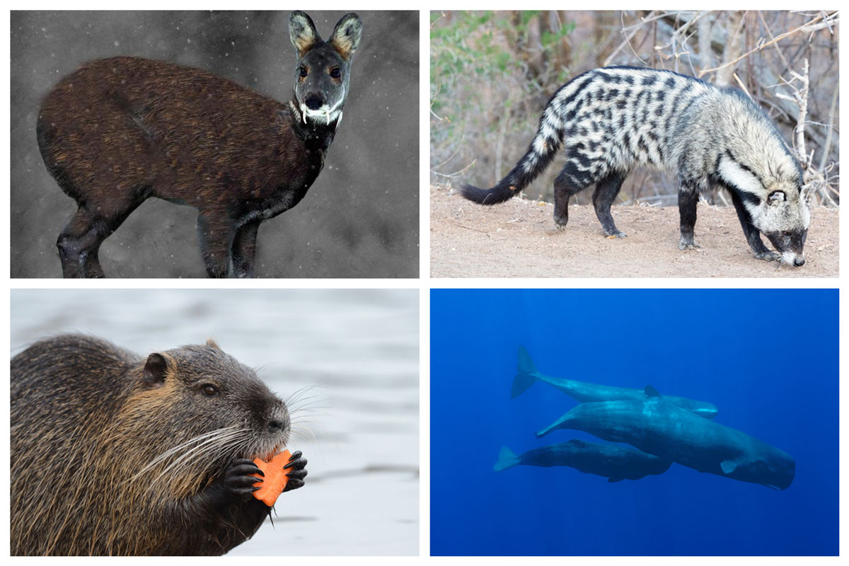 ingredient-origine-animale-parfum