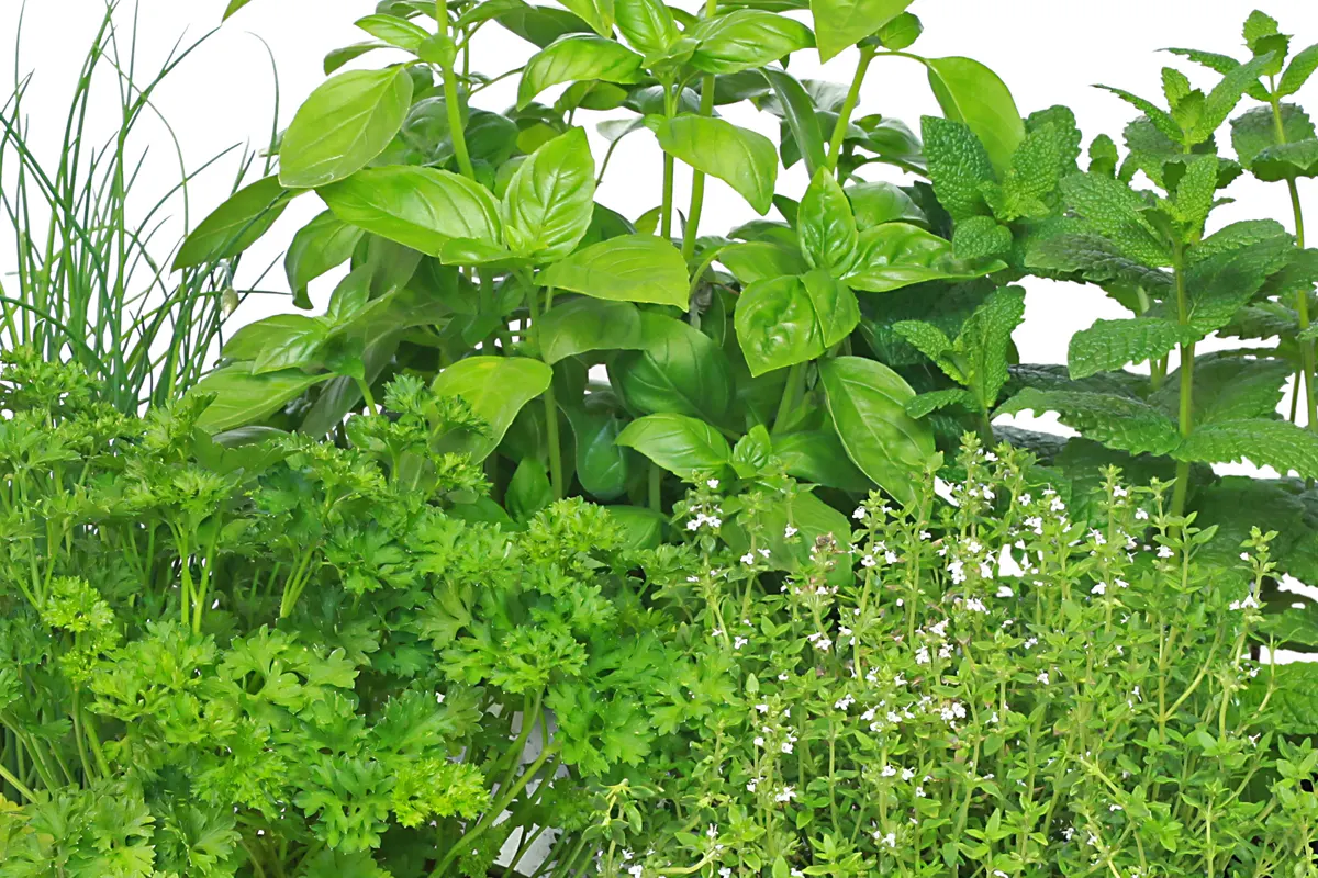 matiere-ingredient-vegetale-herbes-aomatiques-plantes-vertes